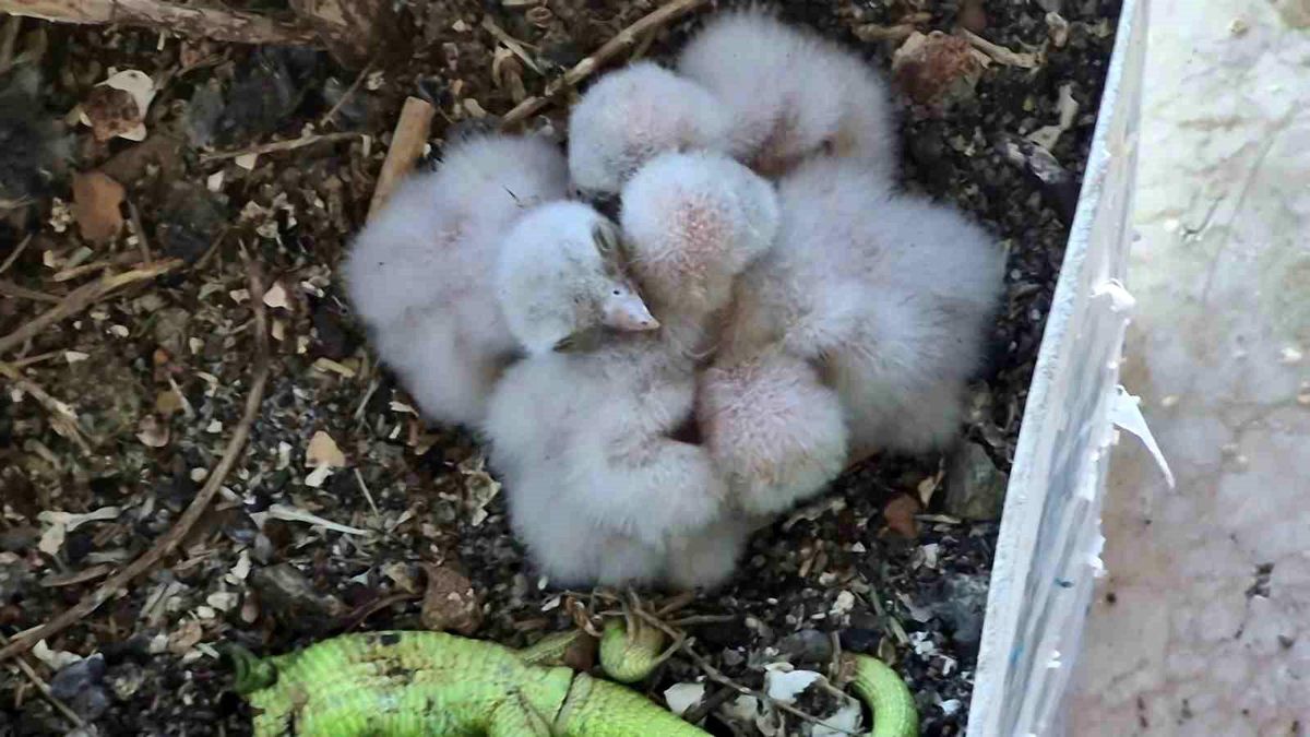 Saksıda yumurtlayan kerkenez 6. kattaki balkonu yaban hayatına çevirdi