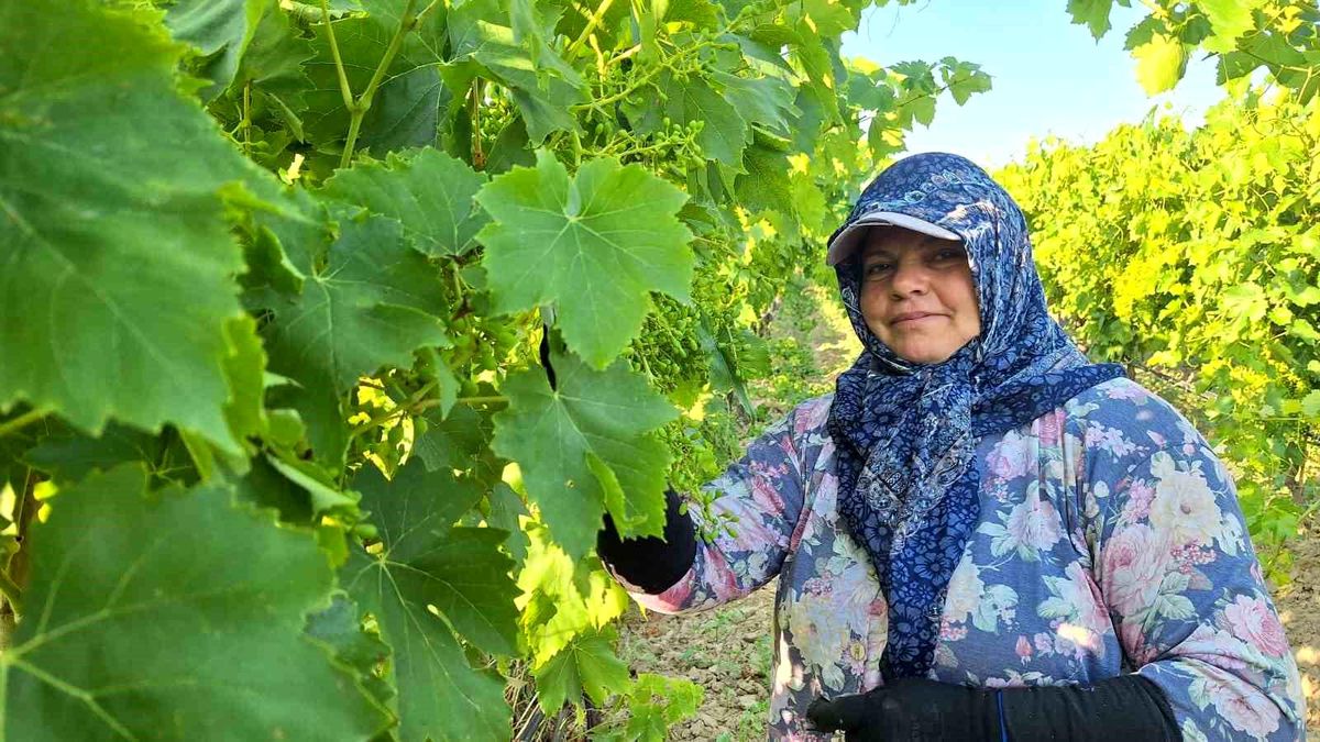 Sarıgöl'de üzüm bağlarında imece mesaisi