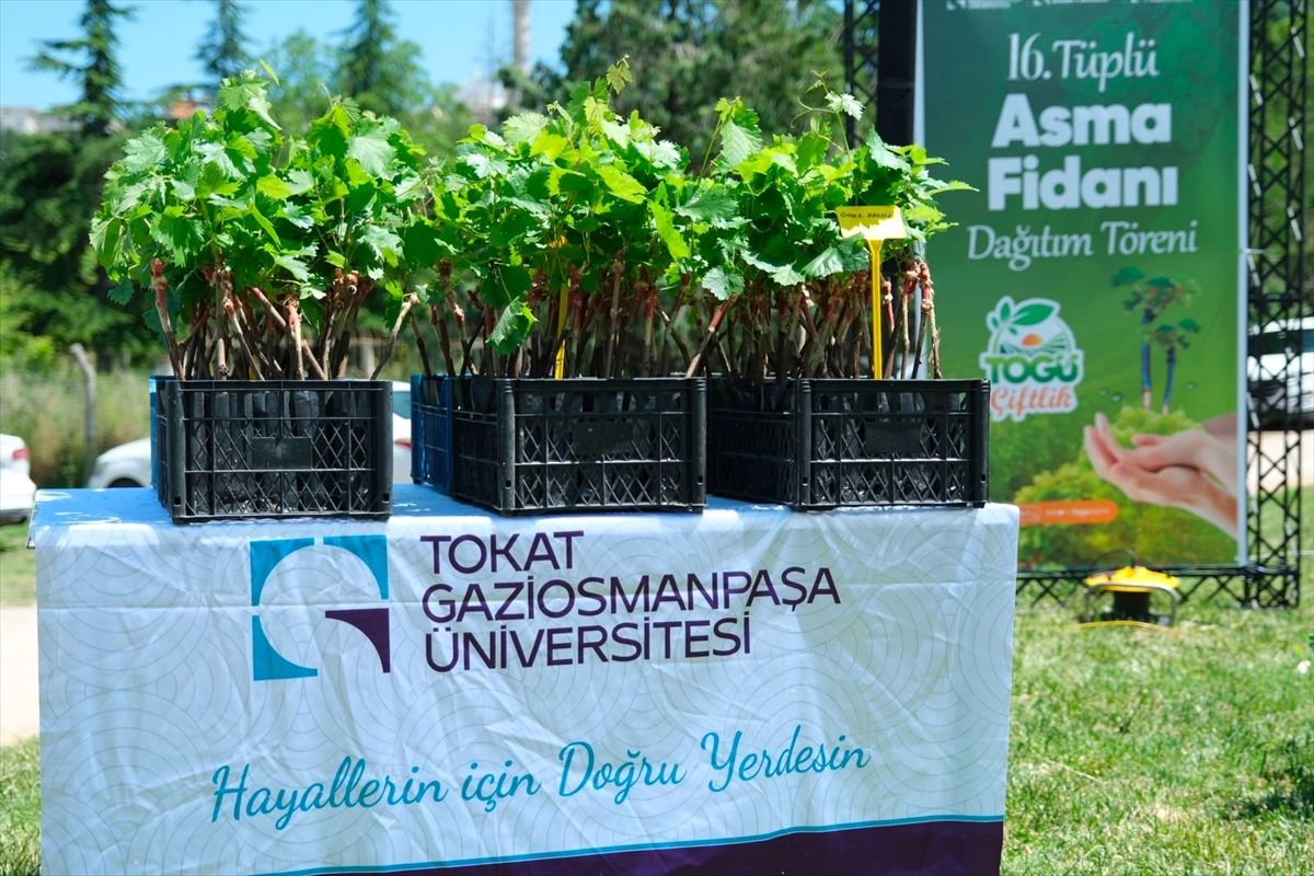 TOGÜ'de üretilen 2 bin tüplü aşılı asma fidanı üreticilere dağıtıldı