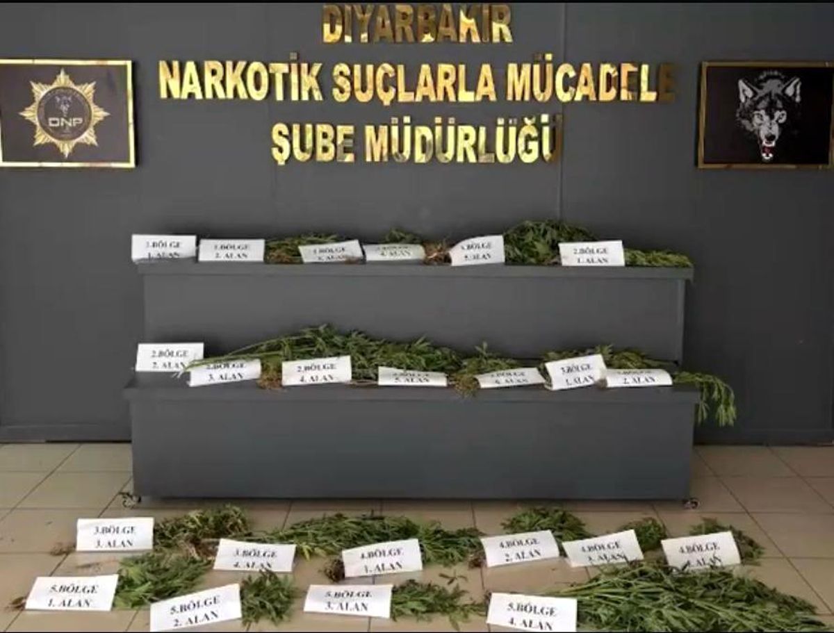 Diyarbakır'da Hevsel Bahçeleri'nde düzenlenen uyuşturucu operasyonunda ele geçirilen kenevir bitkileri.