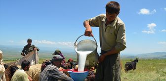 Yaylalarda konaklamaya başlayan göçerlerin süt sağım mesaisi başladı
