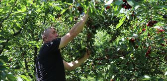 Amasya'da bu yıl 50 bin ton kiraz rekoltesi bekleniyor