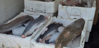 Antalya'da nesli koruma altındaki balık türlerini avlayan kişiye ceza kesildi