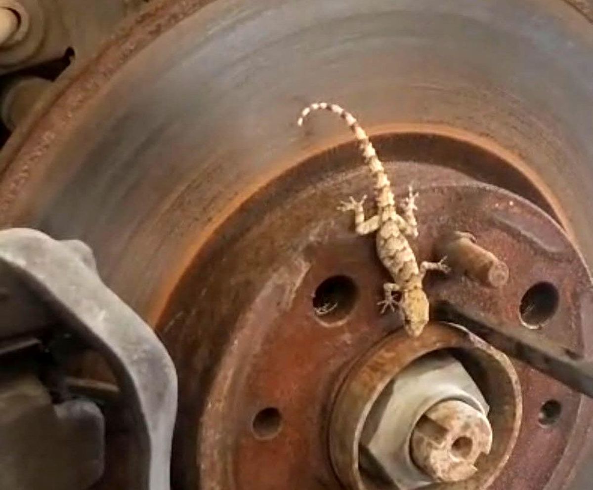 Malatya'da bir otomobilin tekerleği söküldüğünde içinden çıkan kertenkele.