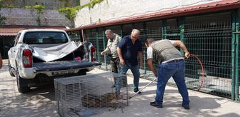 Bilecik'te yaralı bulunan çakal tedavisinin ardından doğaya bırakıldı