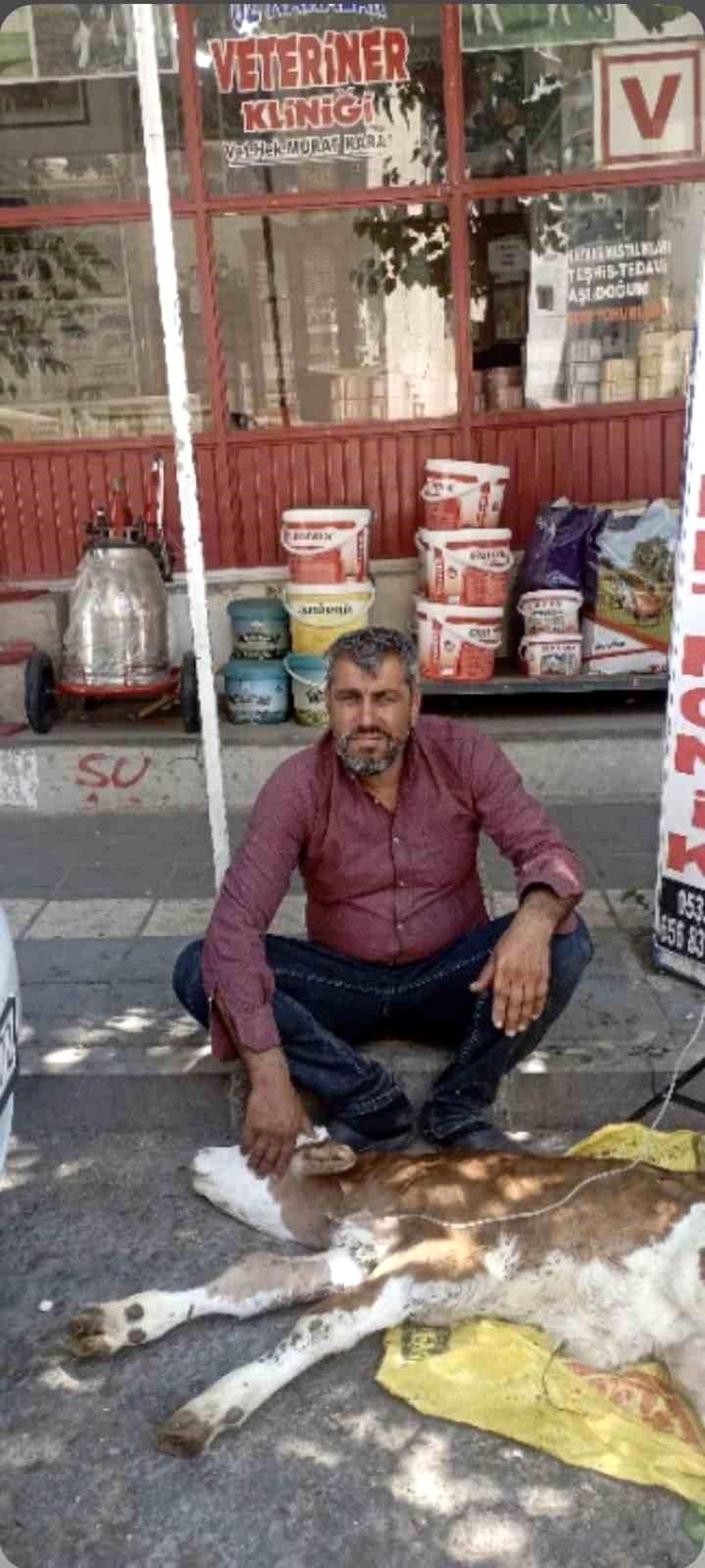 Diyarbakır'da bulunan buzağı ve sahibi
