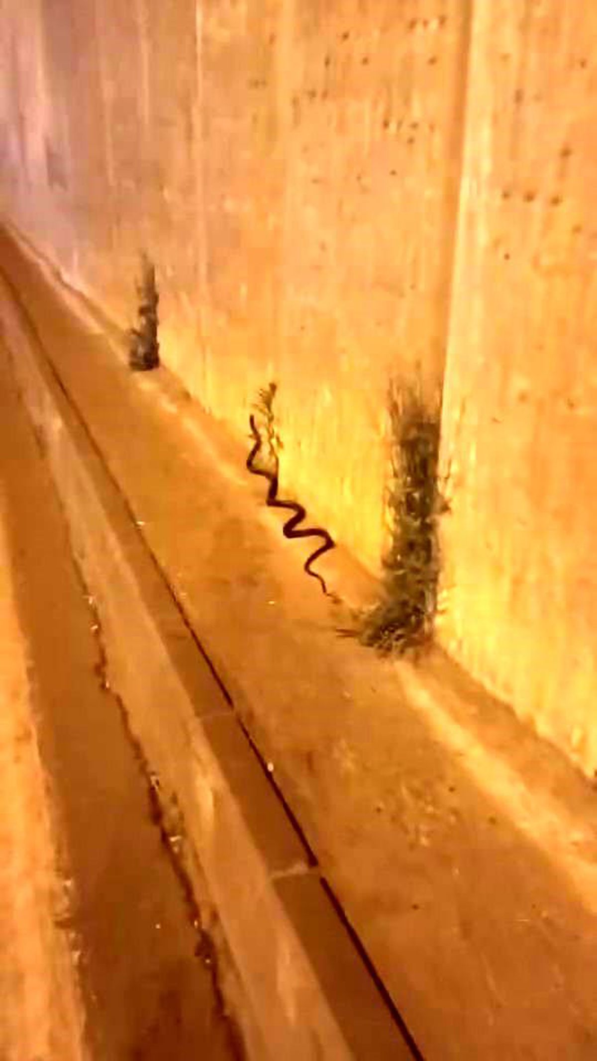 Diyarbakır'da kaldırımda görülen yaklaşık 2 metre uzunluğundaki yılan.
