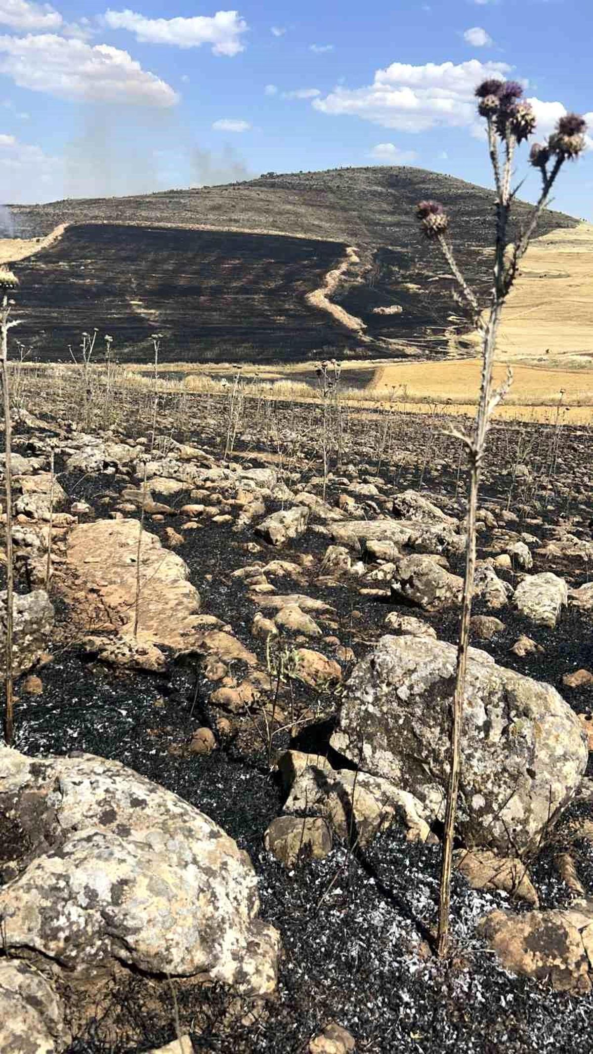 Diyarbakır'da yüzlerce dönüm ekili alan kül oldu