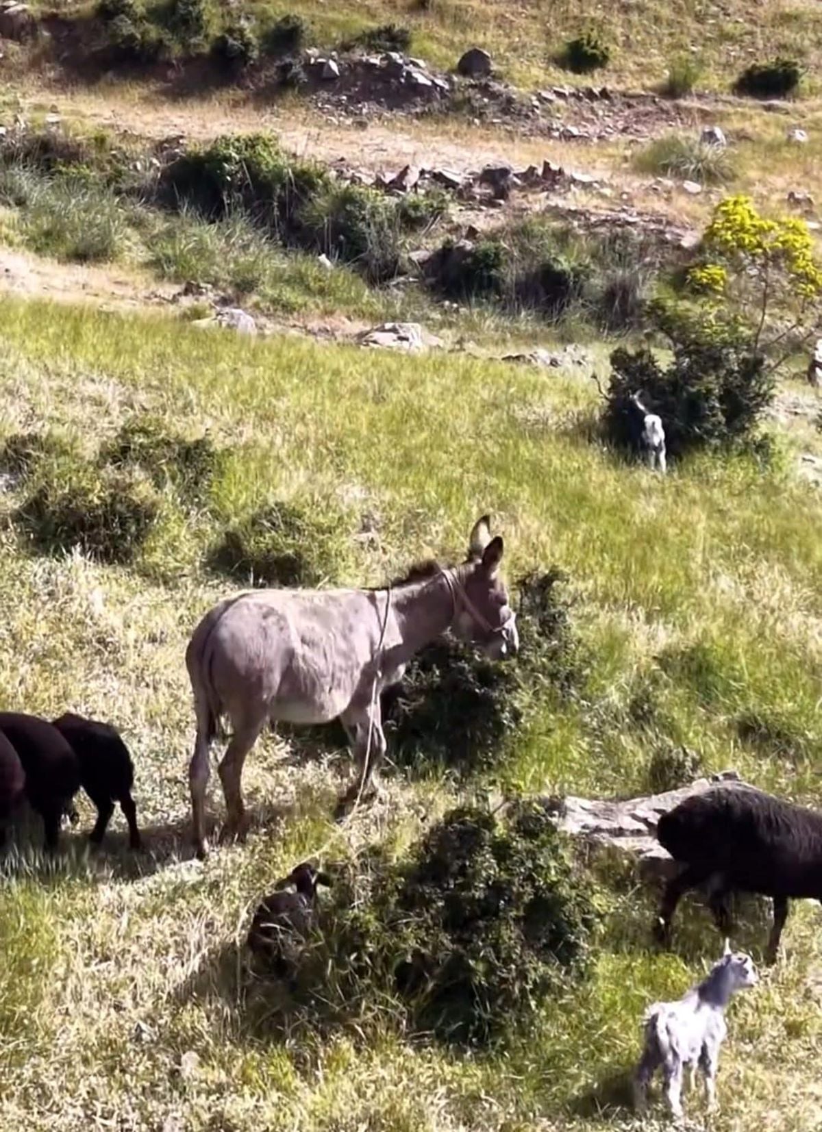 Elazığ'da sürüden ayrılan eşeği dronun sesi geri getirdi