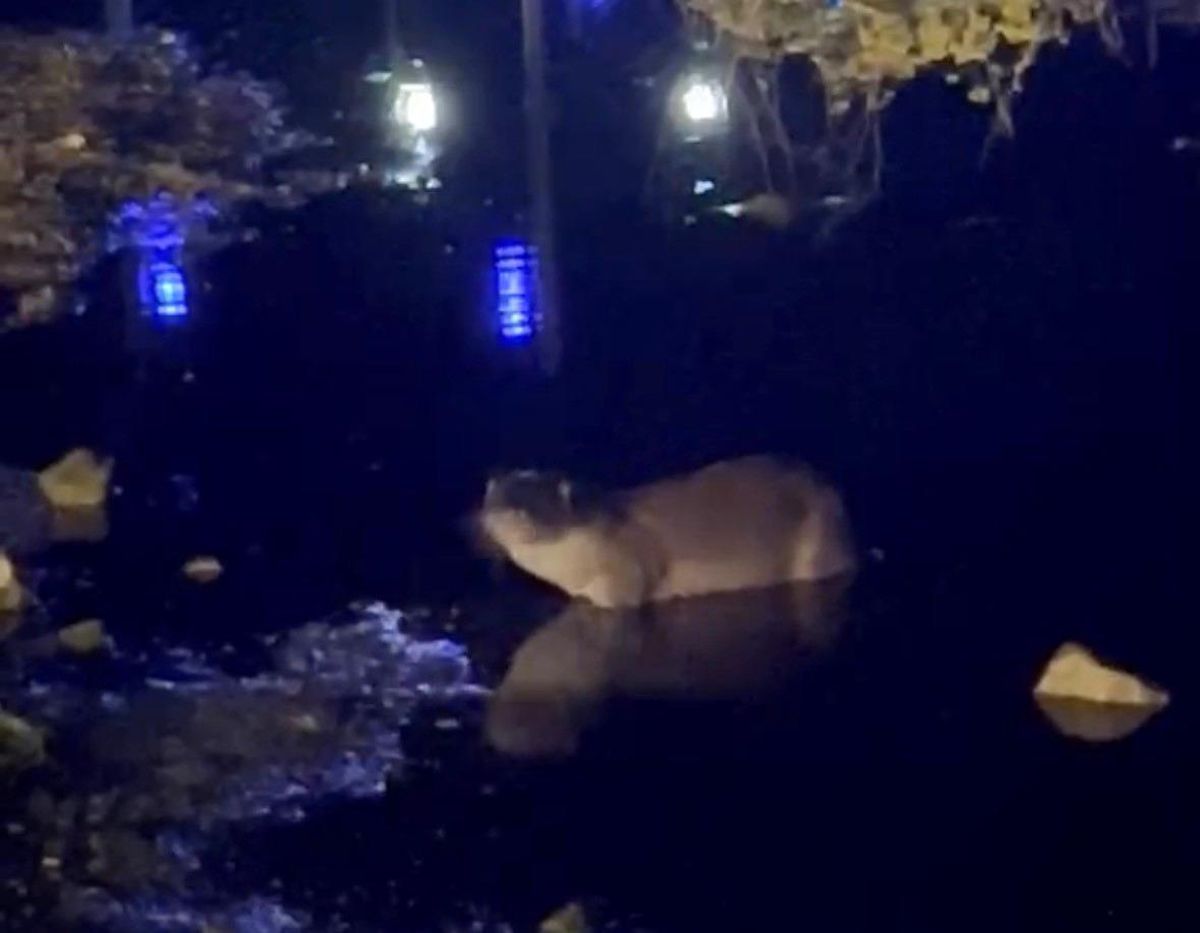 Gece saatlerinde göl kıyısında su samuru görüntülendi