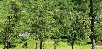 Giresun'dan kısa kısa