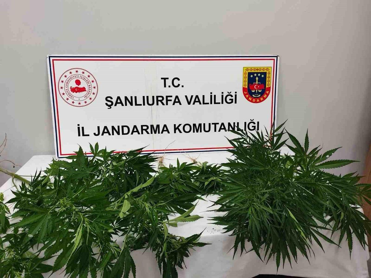 Şanlıurfa'da jandarma ekiplerinin uyuşturucu operasyonu sonucu ele geçirilen kenevir bitkileri.