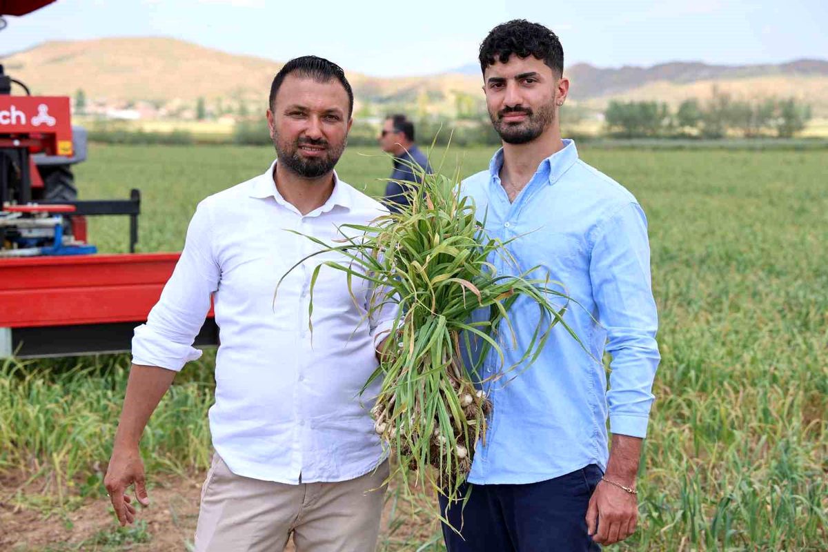 Aksaray'da organik sarımsak tarlası ve hasat makinesi
