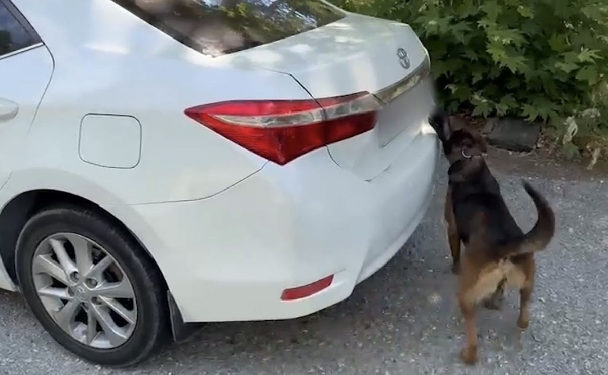 Muğla'da otomobilde 5 kilo 670 gram skunk ele geçirildi: 1 tutuklama