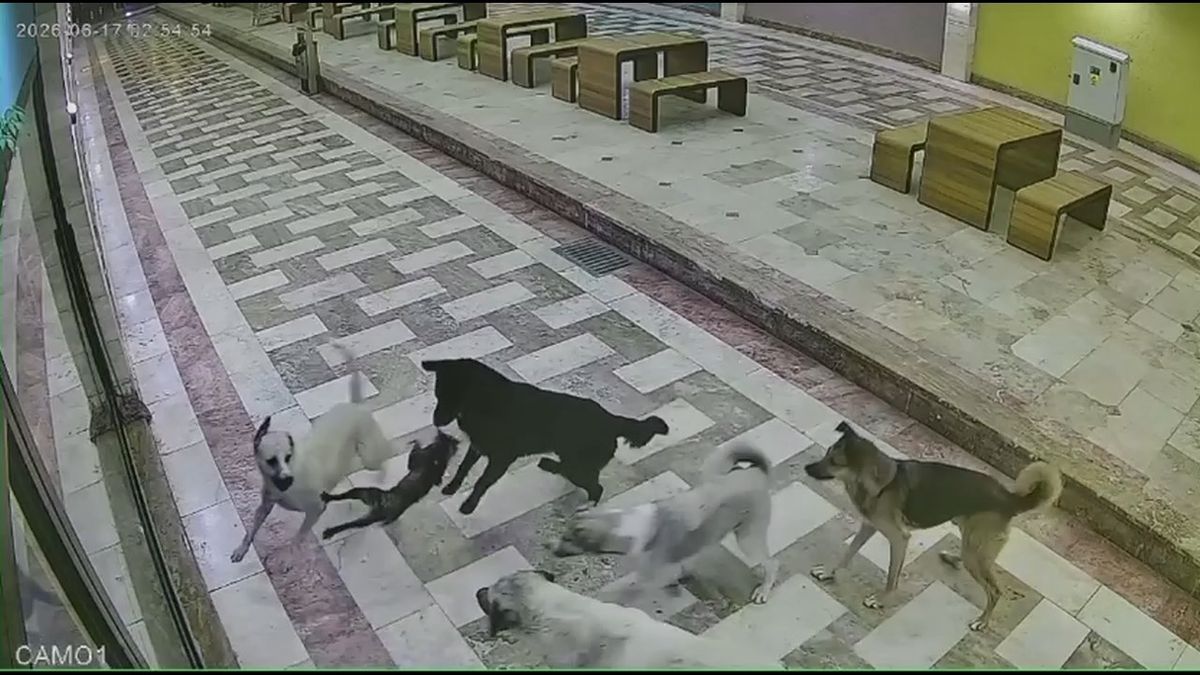 Sahipsiz köpeklerin saldırdığı kedi öldü