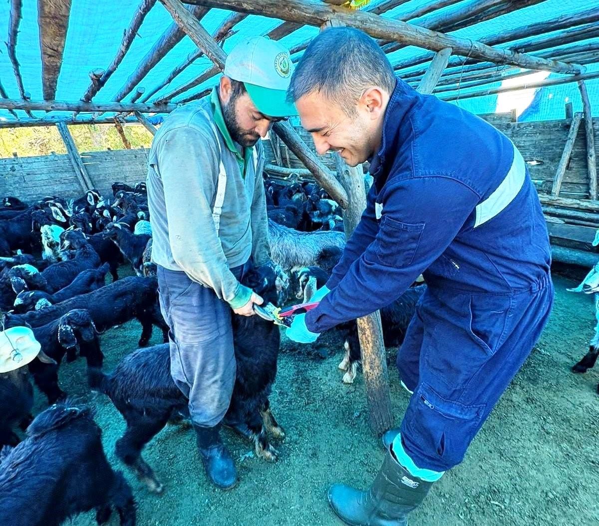 Simav'da küçükbaş hayvanlara aşılama ve küpeleme çalışması