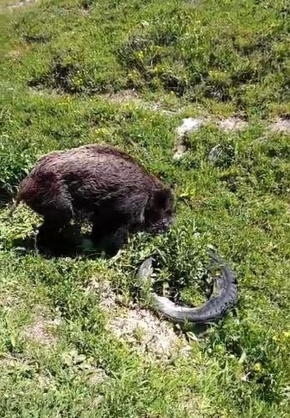 Ardahan'da vücudunda yara izleri bulunan bir yaban domuzu.