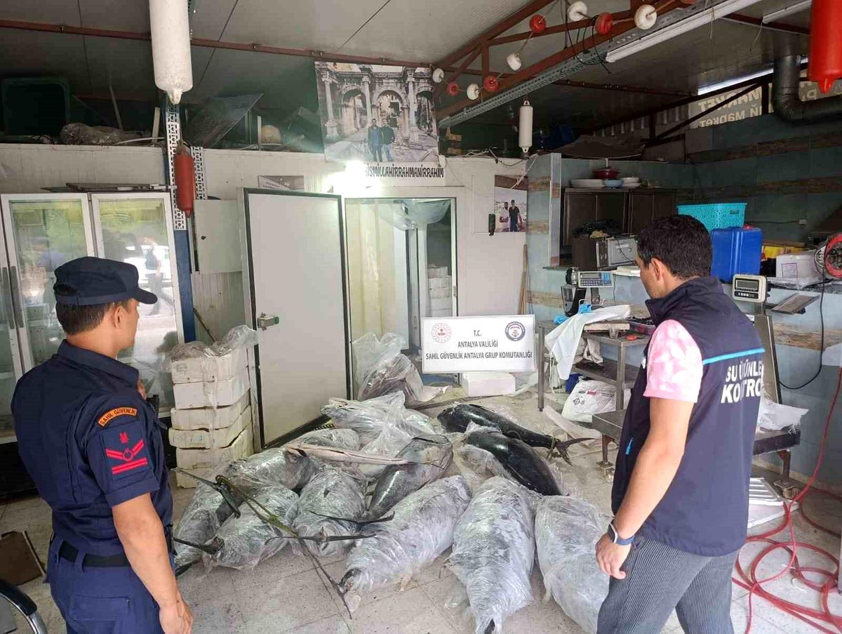 Antalya'da avlanması ve satışı yasak olan 603 kilogram balığa el konuldu