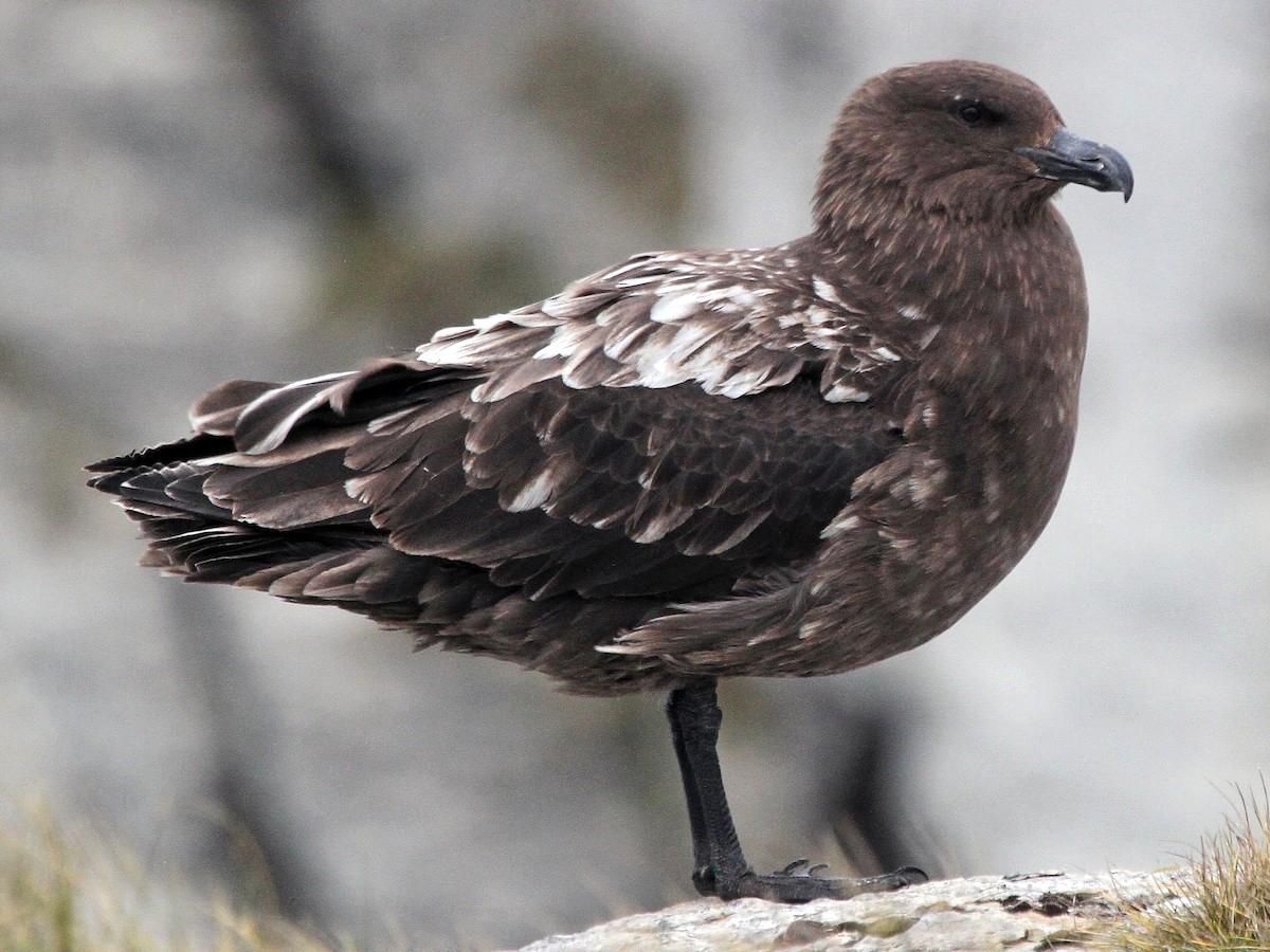 Telef olmuş kahverengi skua kuşu