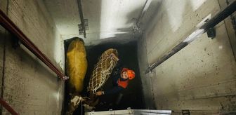 Bingöl'de asansör boşluğuna düşen 2 inek kurtarıldı
