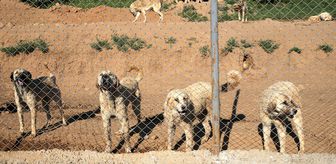 Bitlis'teki barınak yaklaşık 2 bin sahipsiz köpeğe yuva oldu