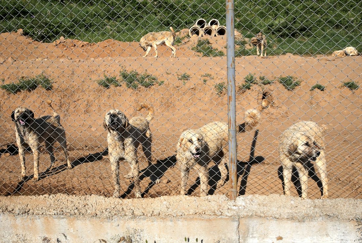 Bitlis'teki barınak yaklaşık 2 bin sahipsiz köpeğe yuva oldu
