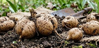 Çankırı'da izinsiz salep orkidesi yumrusu toplayan 10 kişiye 7 milyon lira ceza uygulandı