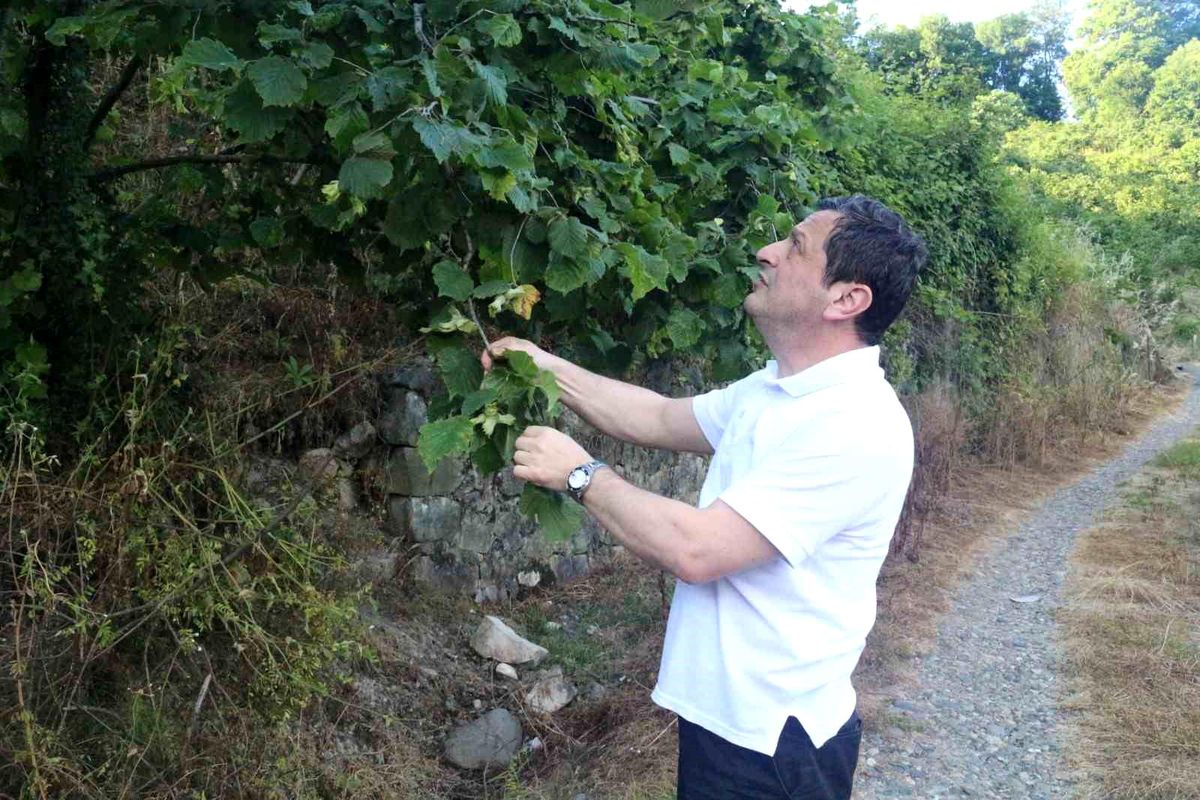 Fındıkta rekolte umudu yüksek, kokarca riski ise sürüyor