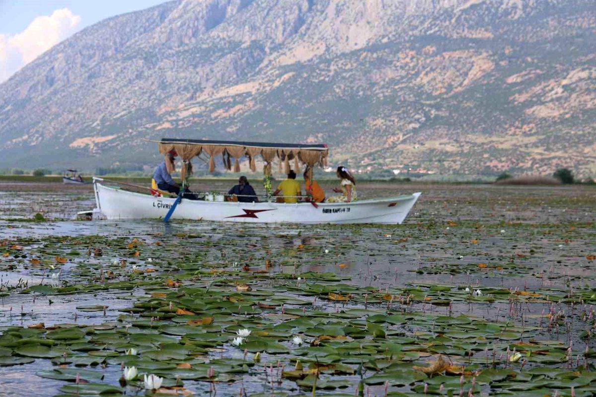 Geçen yıl kuraklık, bu yıl ise aşırı yağışlar nilüferlerin görsel şölenini geciktirdi