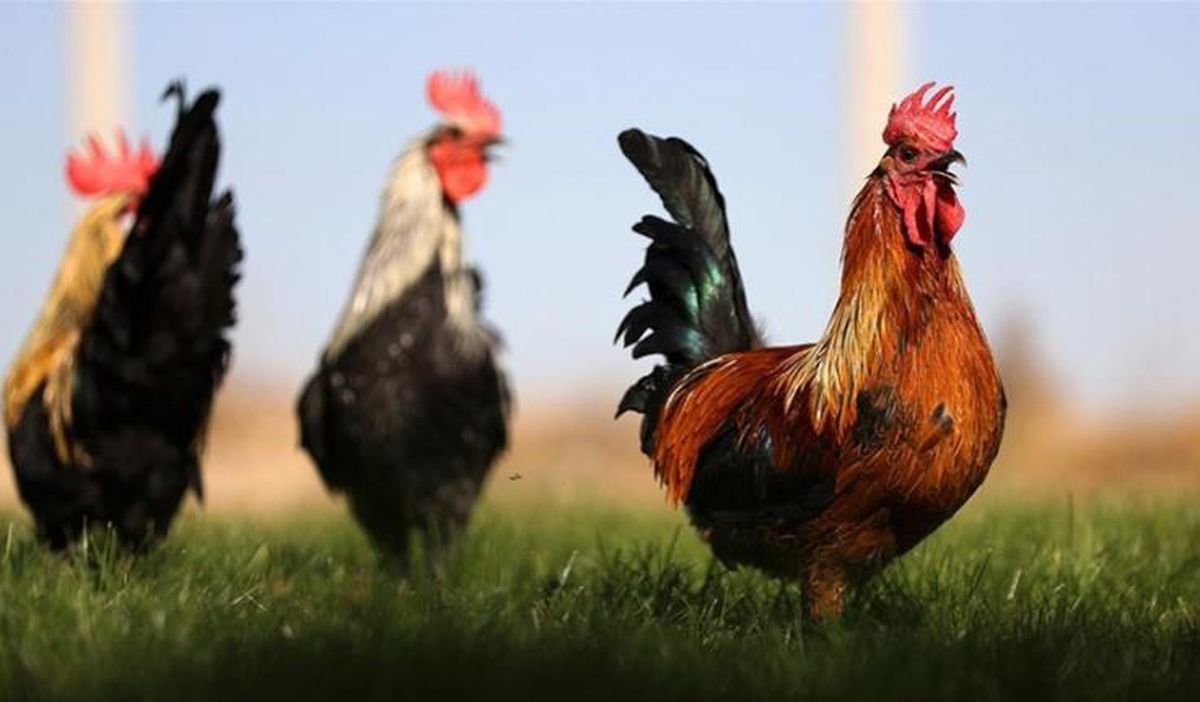 Horoz billuru yemeği tabağı