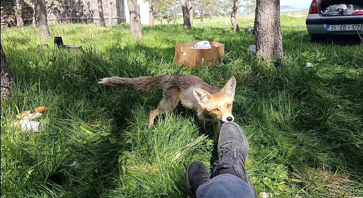 Kars'ta bir piknik alanında insanlar arasında dolaşan kızıl tilki.