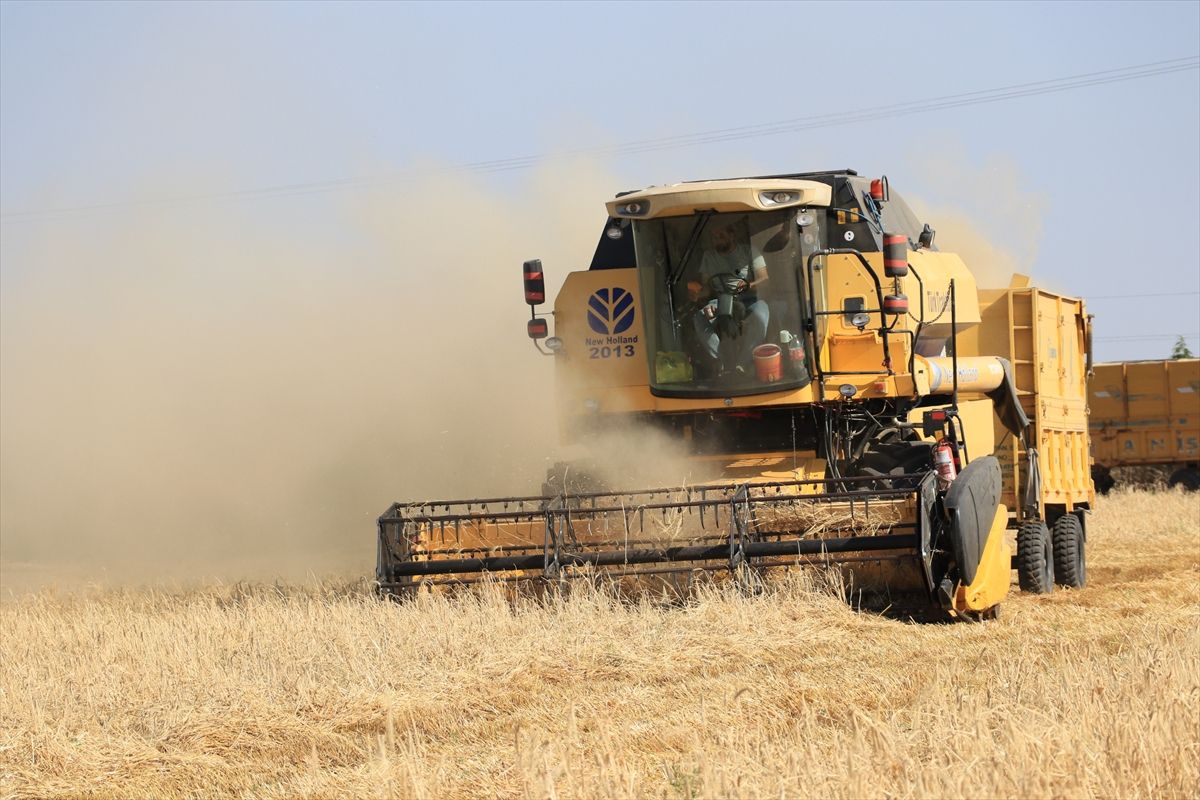 Kilis'te hububat veriminin bu sezon yüksek olması bekleniyor
