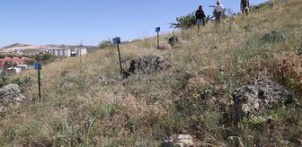 Nevşehir'e özel bitki türleri 'Endemik Tepesi'nde koruma altına alınıyor
