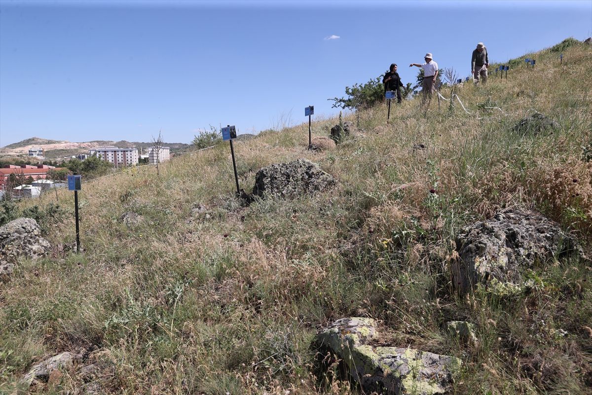 Nevşehir'e özel bitki türleri 'Endemik Tepesi'nde koruma altına alınıyor