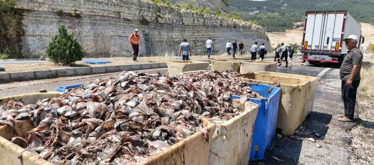 Seyir halindeki tırın dorsesi patladı, 15 ton balık atığı yola saçıldı