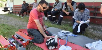 Sinop'ta yumurtadan çıkan 46 leylek yavrusu halkalandı