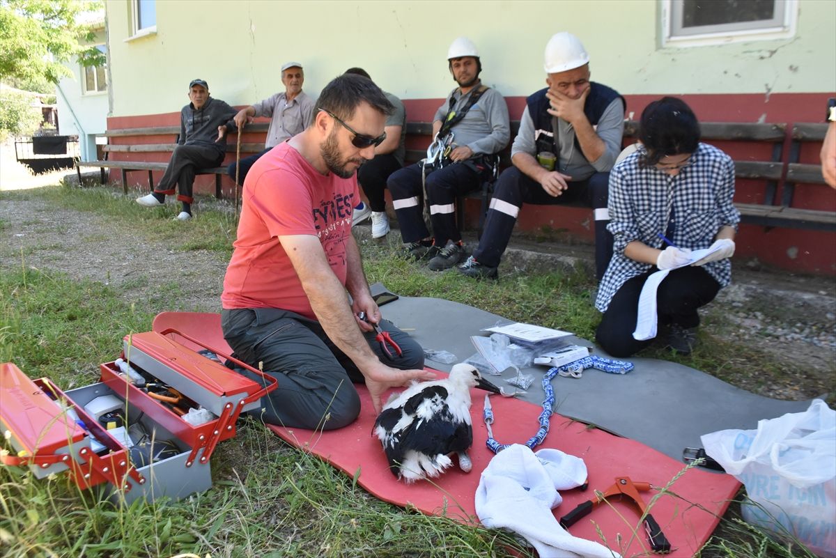 Sinop'ta yumurtadan çıkan 46 leylek yavrusu halkalandı