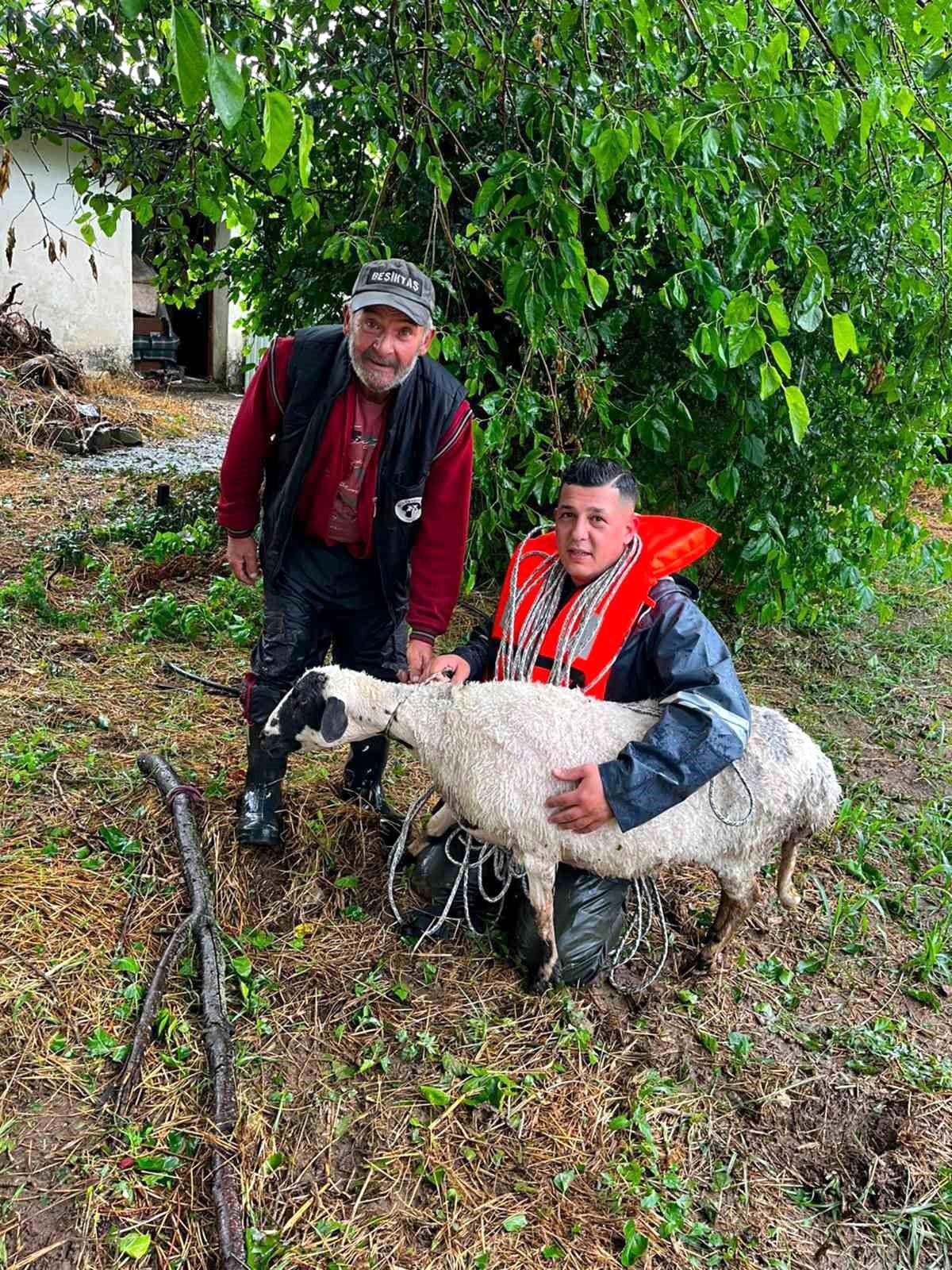 Muğla'da sağanak yağmur sonrası itfaiye ekiplerinin mahsur kalan koyunu kurtarma anı.
