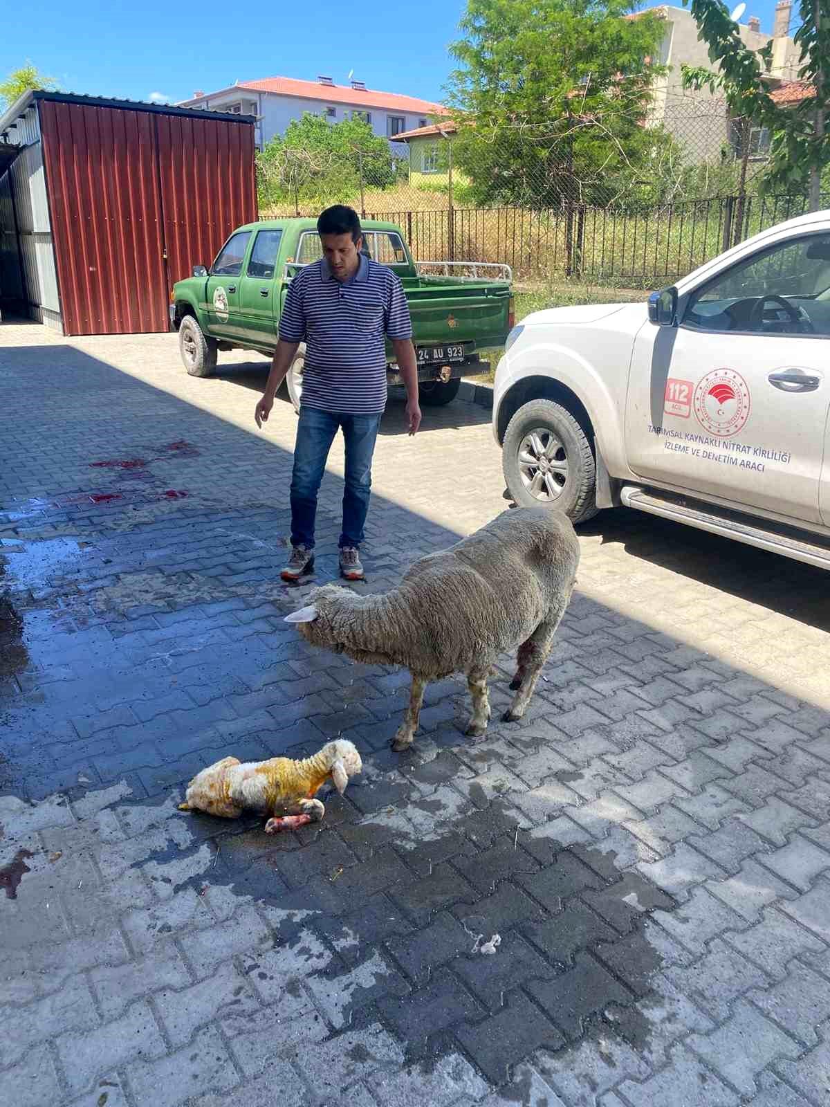Erzincan'da doğum sonrası sağlıklı görünen Merinos koyun ve yavrusu.
