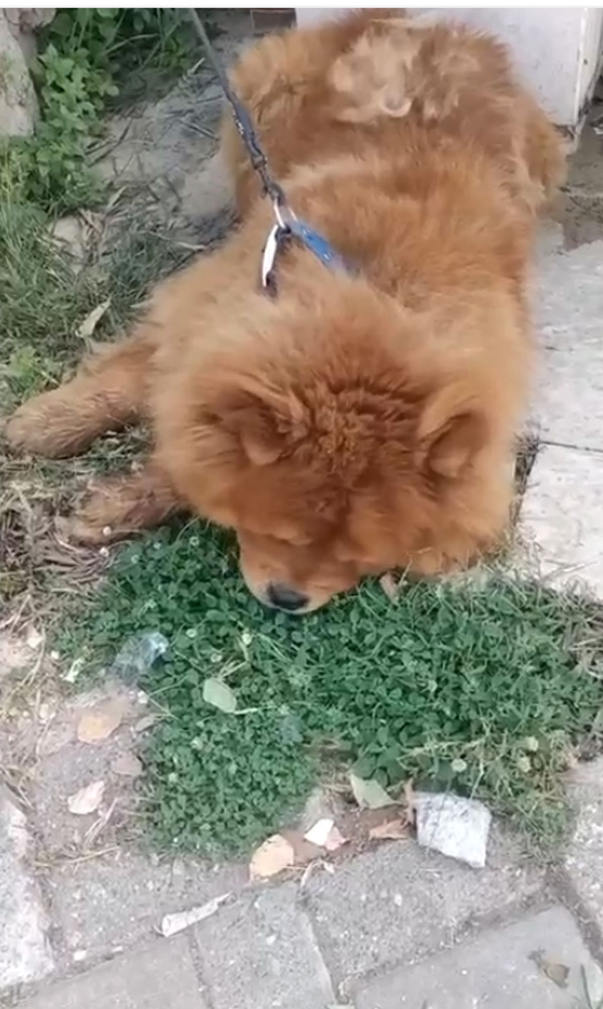 Alanya'da köpeğe eziyet iddiasıyla ilgili bir şüphelinin gözaltına alınmasını gösteren bir görsel.