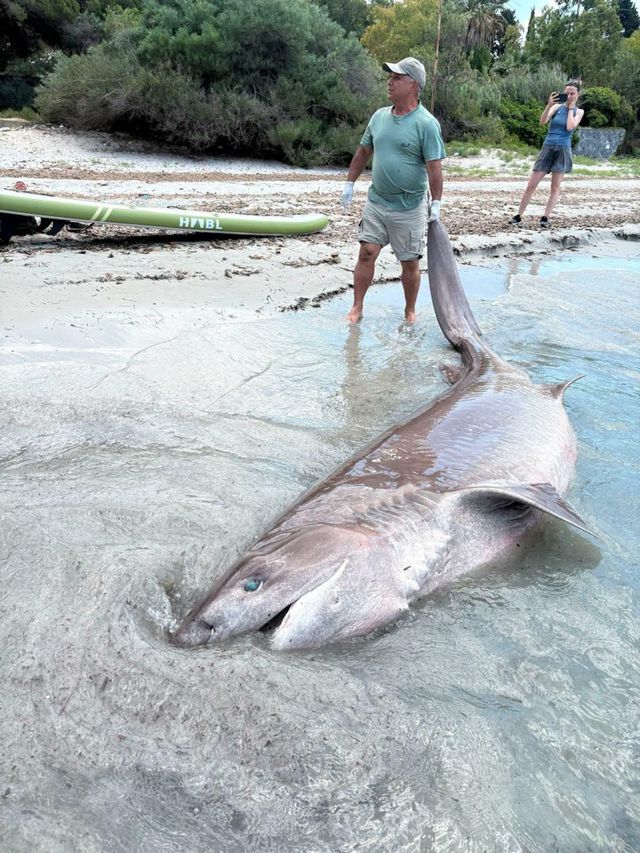 Dead Shark on Kuşadası Beach