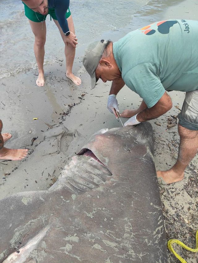 Shark Examination