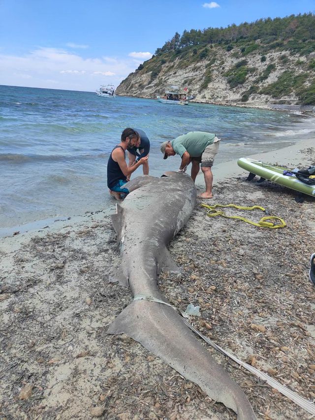 Shark on Shore
