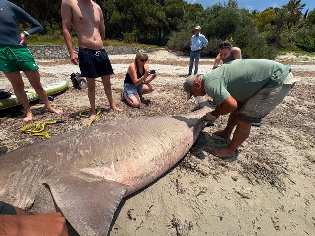 Shark on Beach