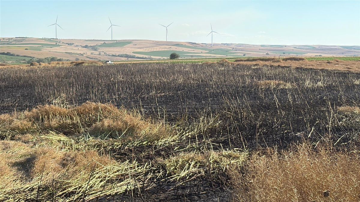 Tekirdağ Çorlu'da çıkan tarla yangınında zarar gören buğday ve kanola alanları.
