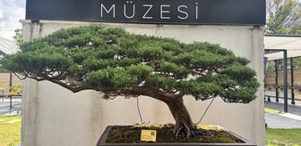 Yalova'da meyve veren bonsai dutun hasadı yapıldı