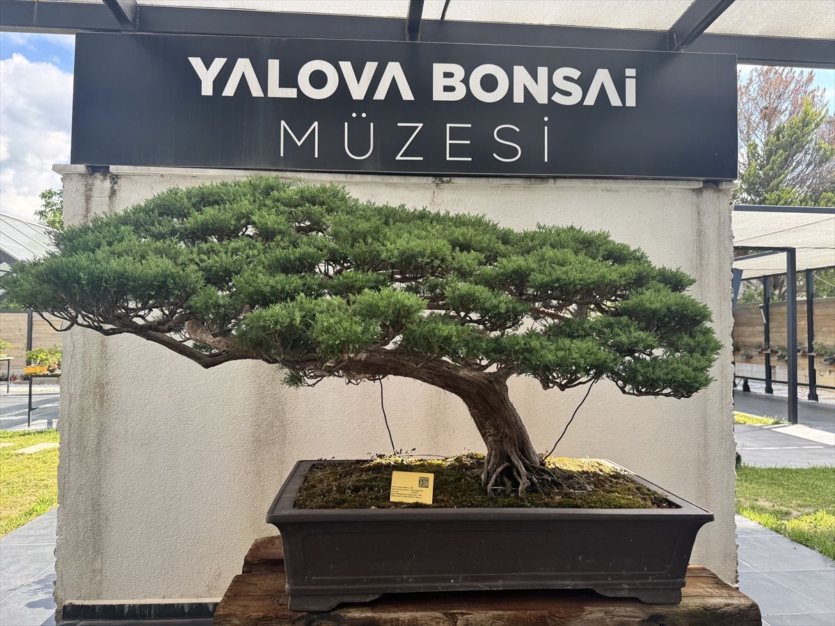 Yalova'da meyve veren bonsai dutun hasadı yapıldı