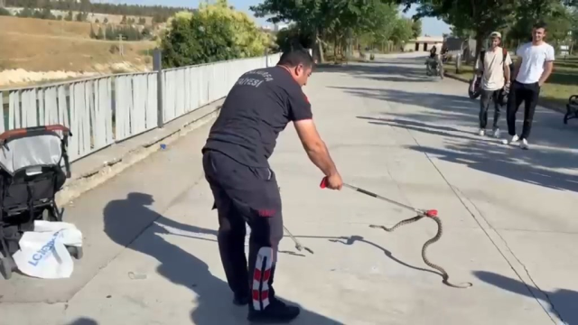 ثعبان في عربة أطفال