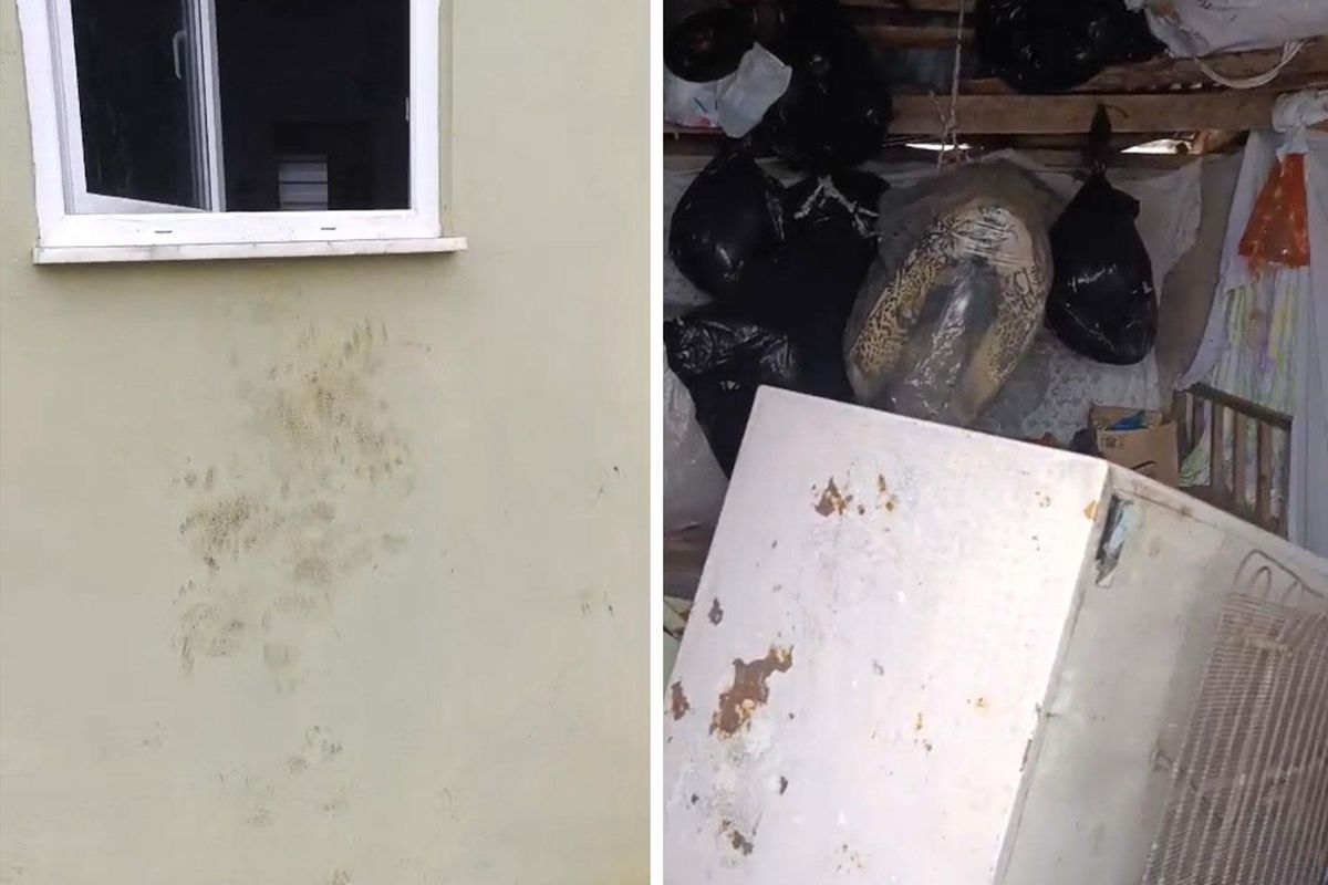 Bir günde 20 eve giren ayı yayla sakinlerini canından bezdirdi