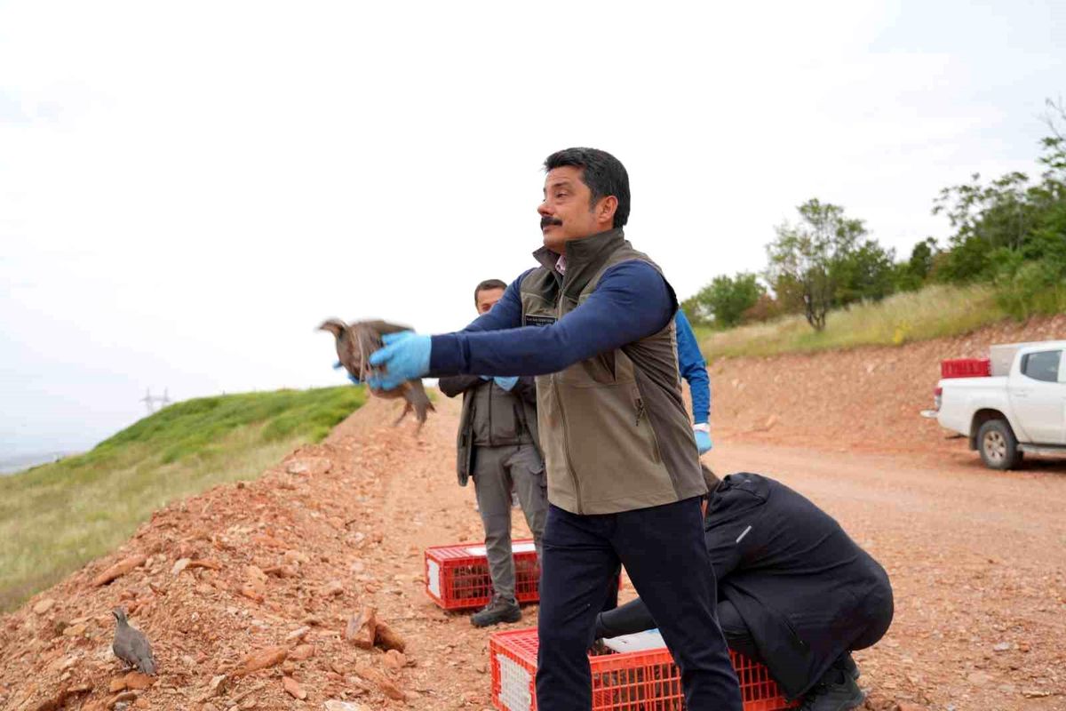 Kırşehir'de doğaya 900 kınalı keklik salındı
